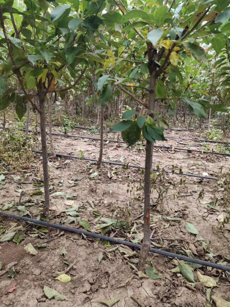 李子苗（矮支分叉）各种品种南北方均可种植