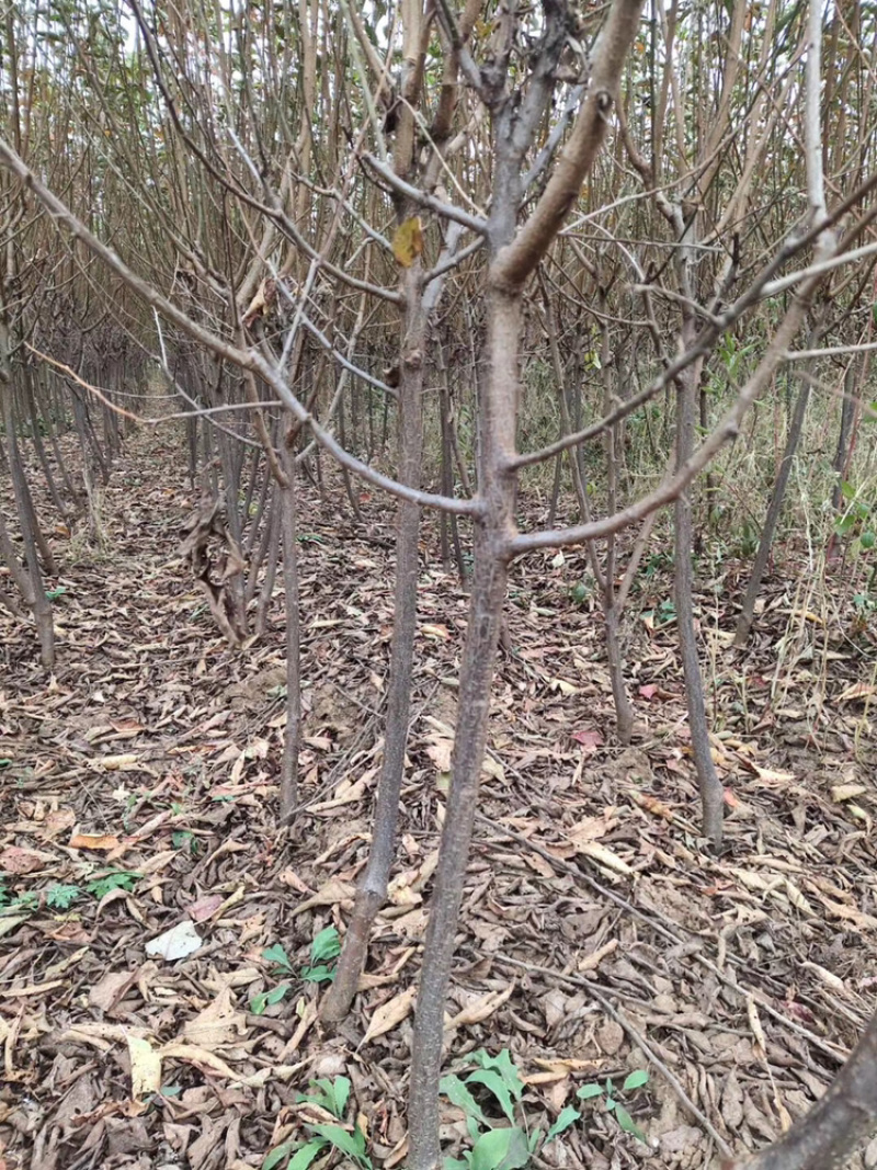 李子苗（矮支分叉）各种品种南北方均可种植