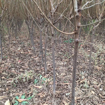 李子苗（矮支分叉）各种品种南北方均可种植