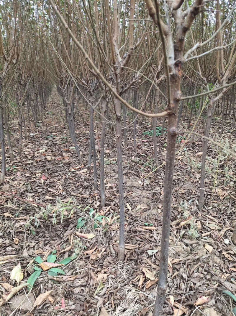 李子苗（矮支分叉）各种品种南北方均可种植