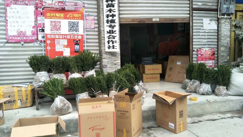 四川“夏禹林”曼地亚红豆杉小苗，基地发货量大价更优。