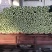 【优质】河北精品芹菜大量上市！粗细均有不空杆颜色绿！
