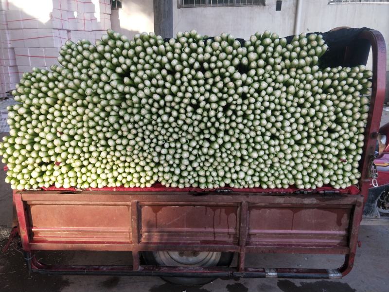 【优质】河北精品芹菜大量上市！粗细均有不空杆颜色绿！