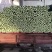 【优质】河北精品芹菜大量上市！粗细均有不空杆颜色绿！