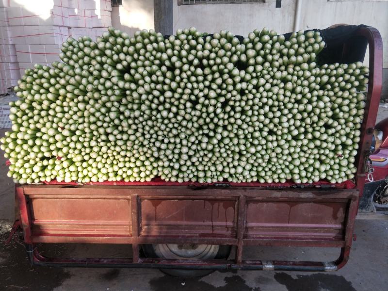 【优质】河北精品芹菜大量上市！粗细均有不空杆颜色绿！