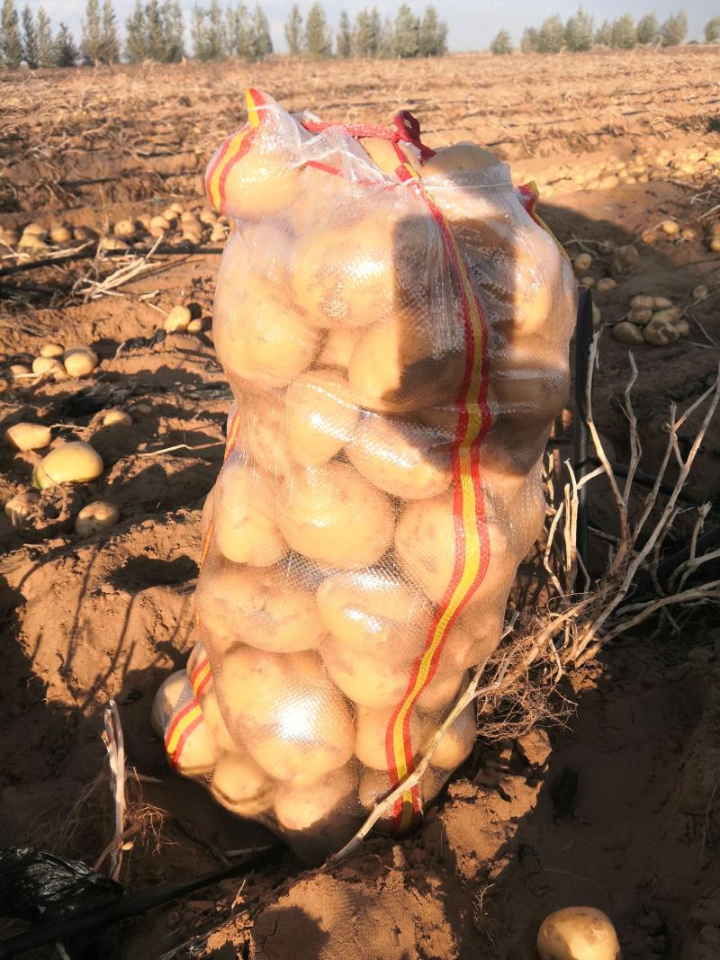 纯沙地优质土豆内蒙古磴口丶