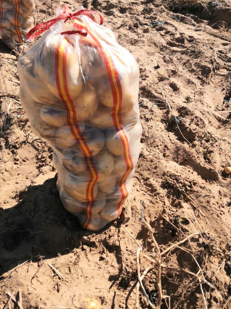 纯沙地优质土豆内蒙古磴口丶