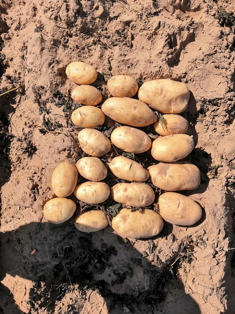 纯沙地优质土豆内蒙古磴口丶