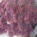 石花菜（龙须菜鹿角菜）。。。。。。。。
