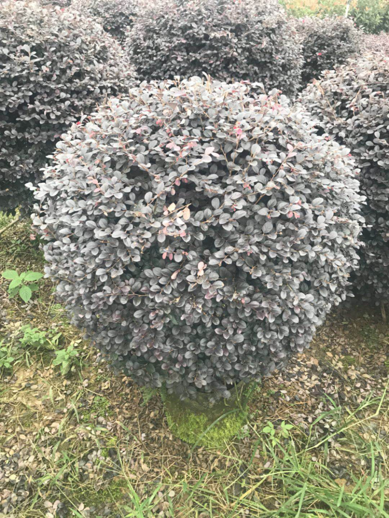 红继木精品球规格50-120厘米，价格面议详谈大量供应中