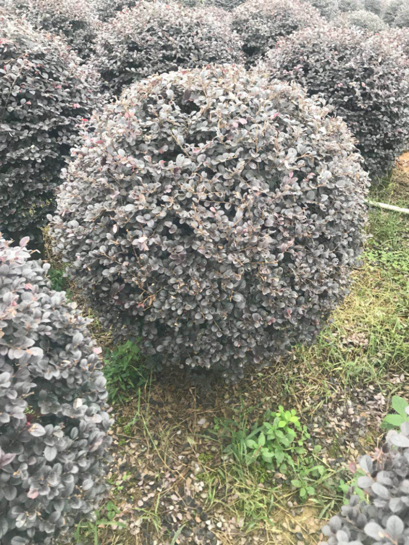 红继木精品球规格50-120厘米，价格面议详谈大量供应中