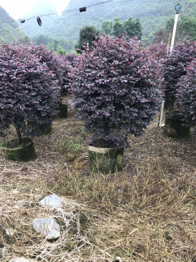 红继木精品球规格50-120厘米，价格面议详谈大量供应中