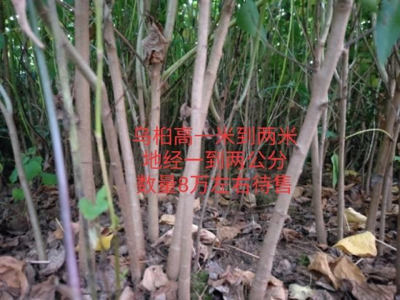 乌桕，神豆腐树苗（斑鸠树），金叶水杉