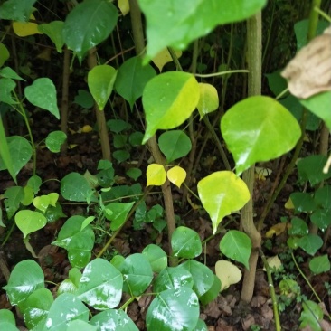 乌桕，神豆腐树苗（斑鸠树），金叶水杉