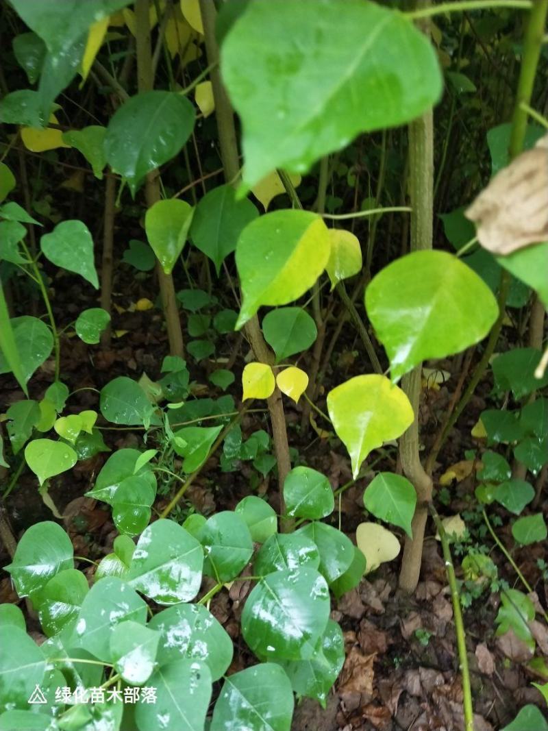乌桕，神豆腐树苗（斑鸠树），金叶水杉