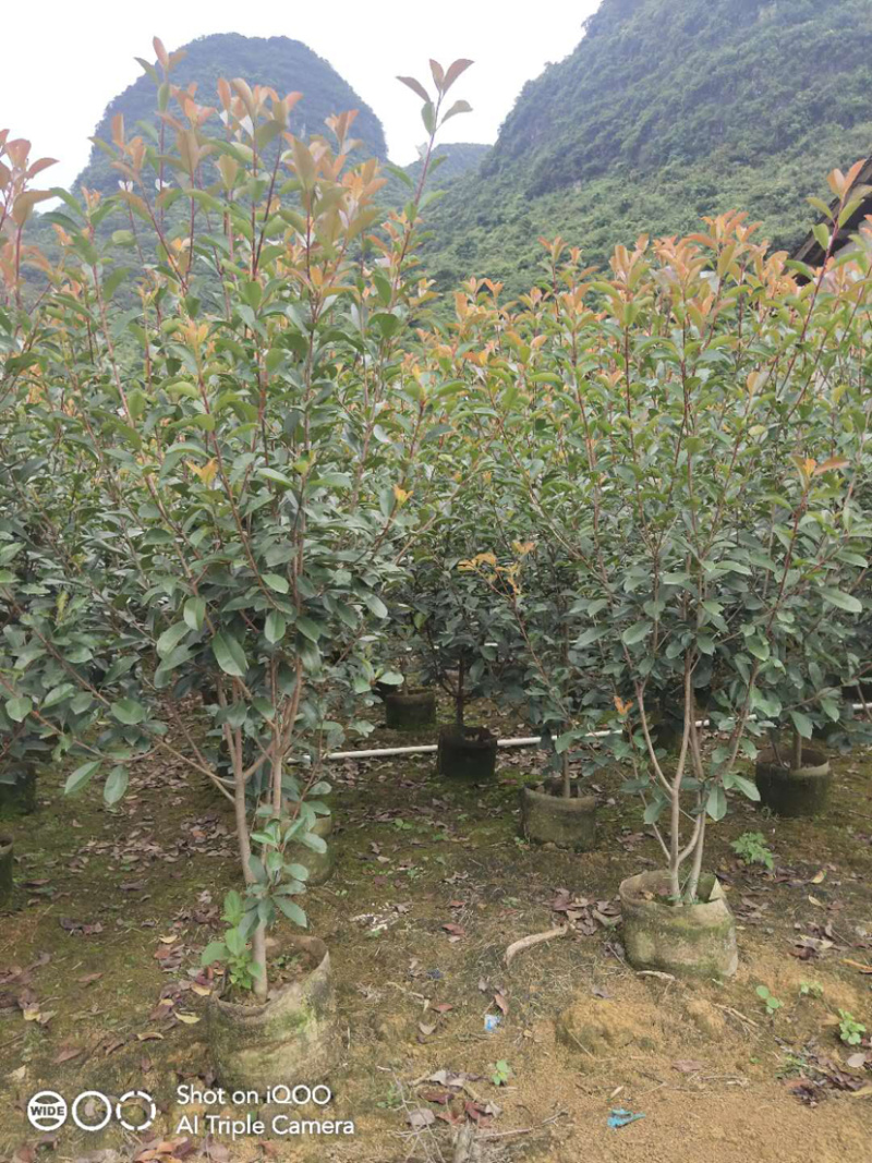 红叶石楠球高度100-200厘米冠幅50-150面议详谈