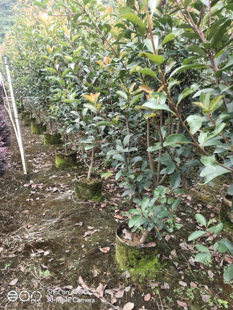 红叶石楠球高度100-200厘米冠幅50-150面议详谈