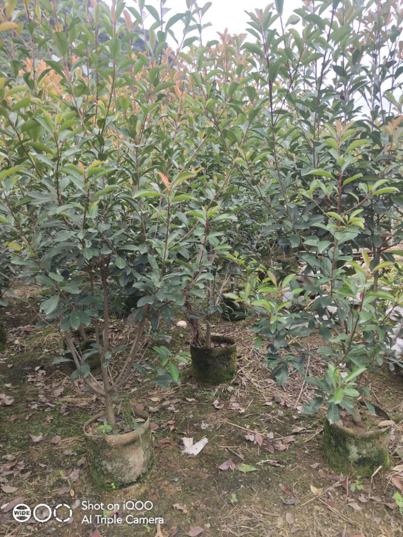 红叶石楠球高度100-200厘米冠幅50-150面议详谈