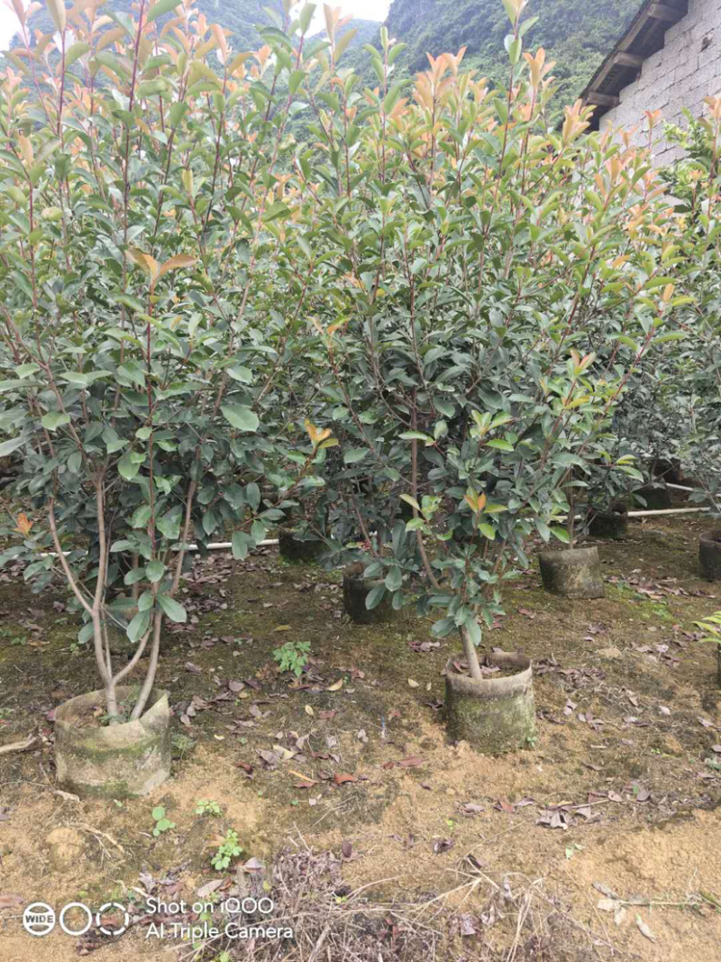 红叶石楠球高度100-200厘米冠幅50-150面议详谈