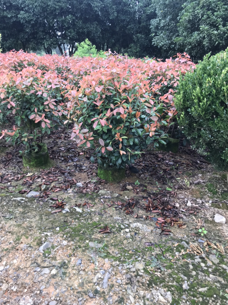 红叶石楠球高度100-200厘米冠幅50-150面议详谈