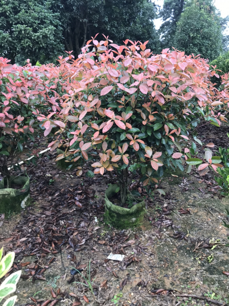 红叶石楠球高度100-200厘米冠幅50-150面议详谈