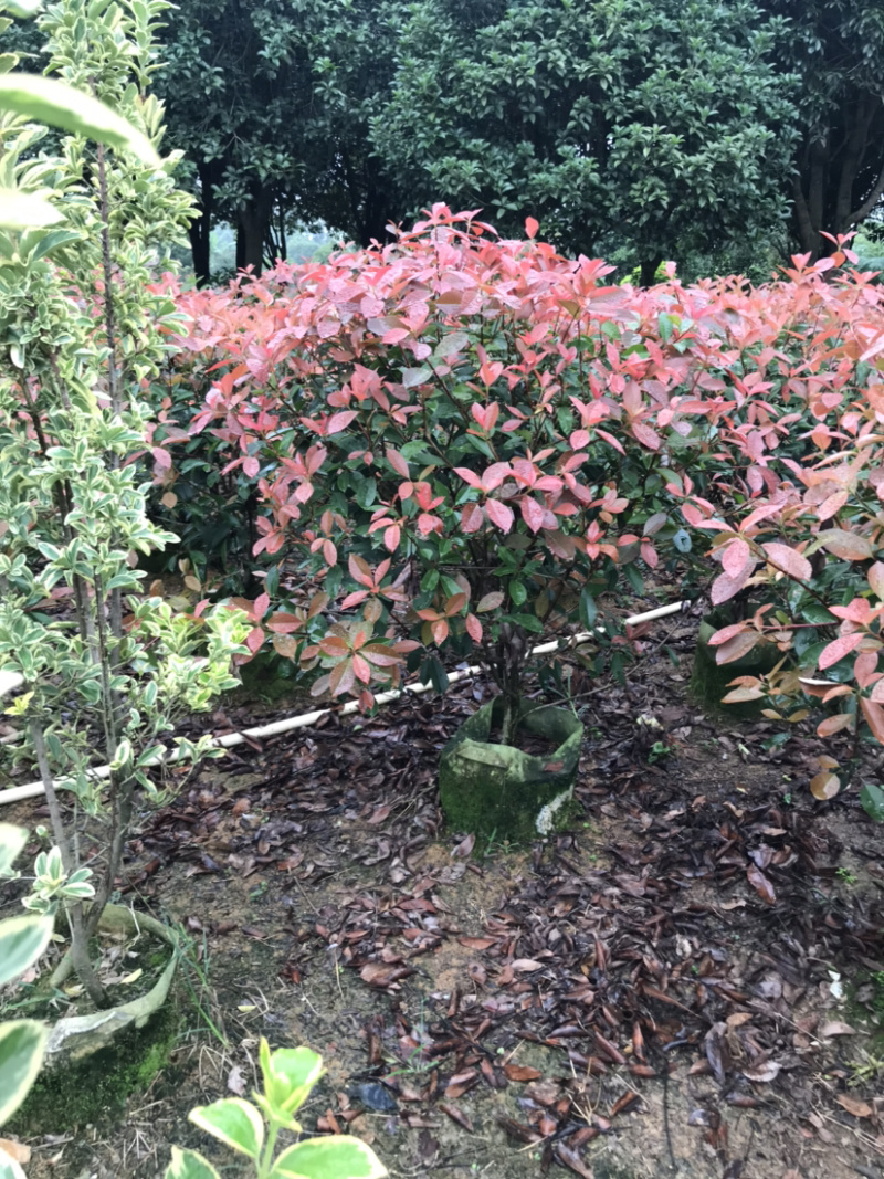 红叶石楠球高度100-200厘米冠幅50-150面议详谈