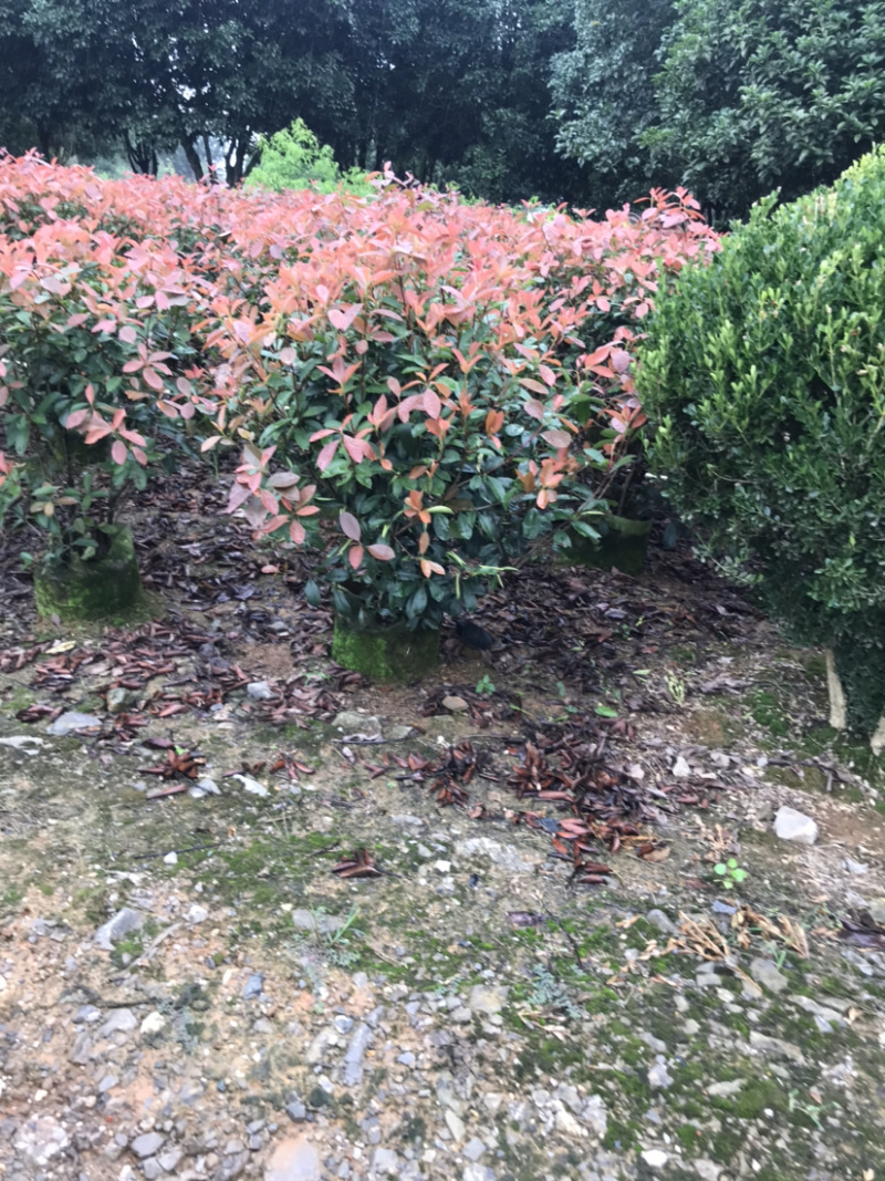 红叶石楠球高度100-200厘米冠幅50-150面议详谈