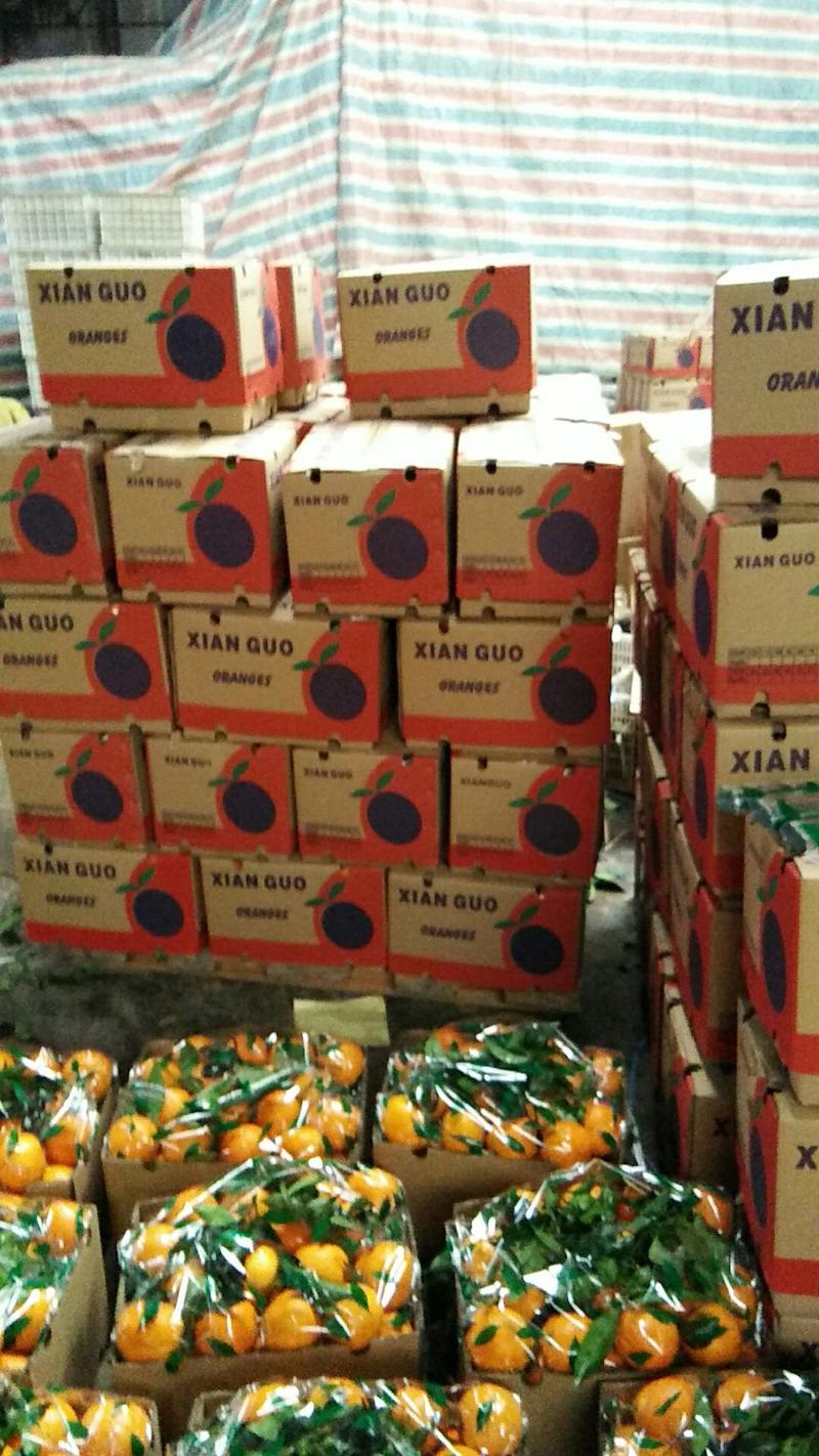 湖北脐橙纽荷尔脐橙，口感纯甜大量出售，专业代收