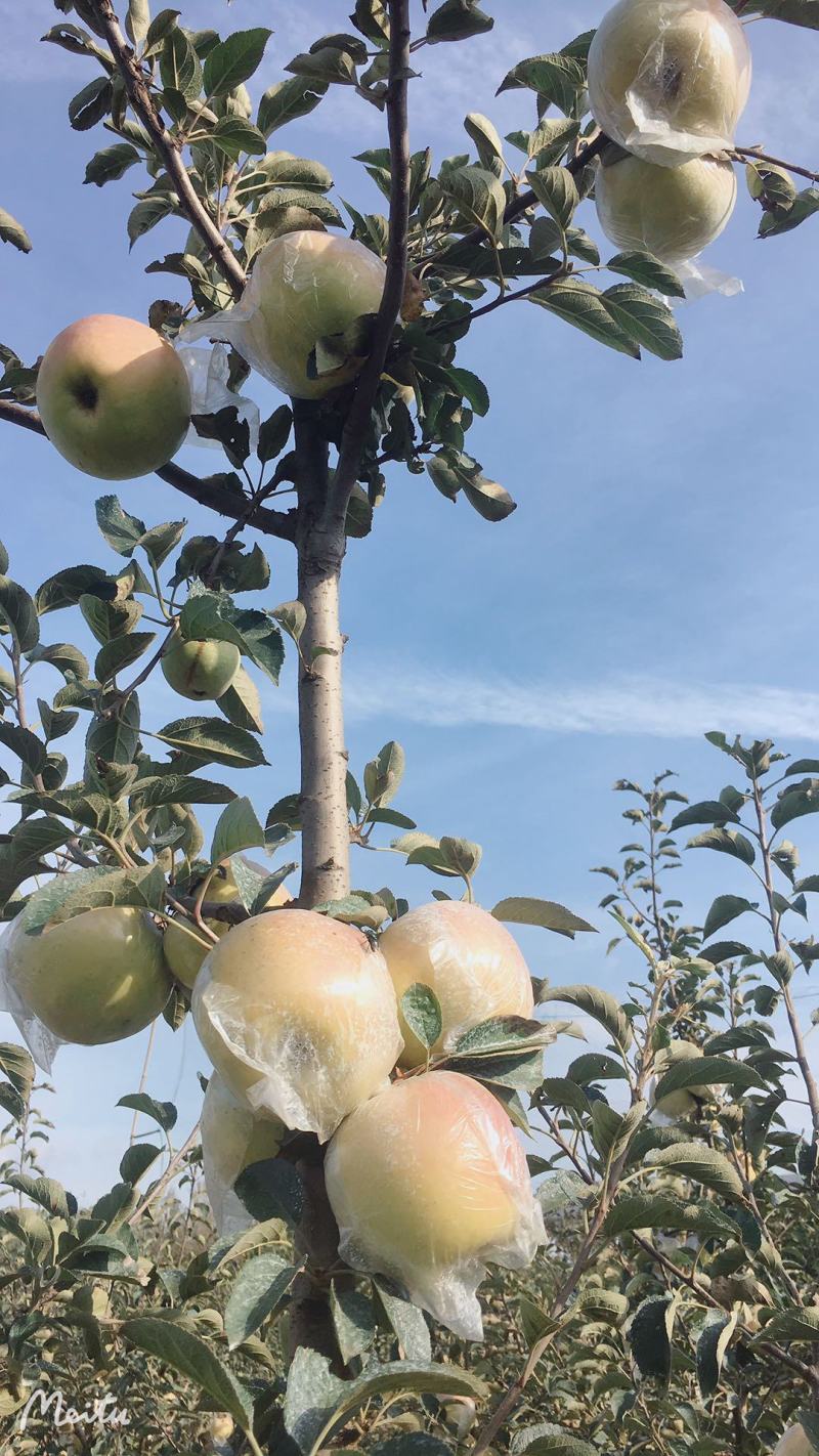 自家种植大量青森苹果，欢迎全国客商洽谈