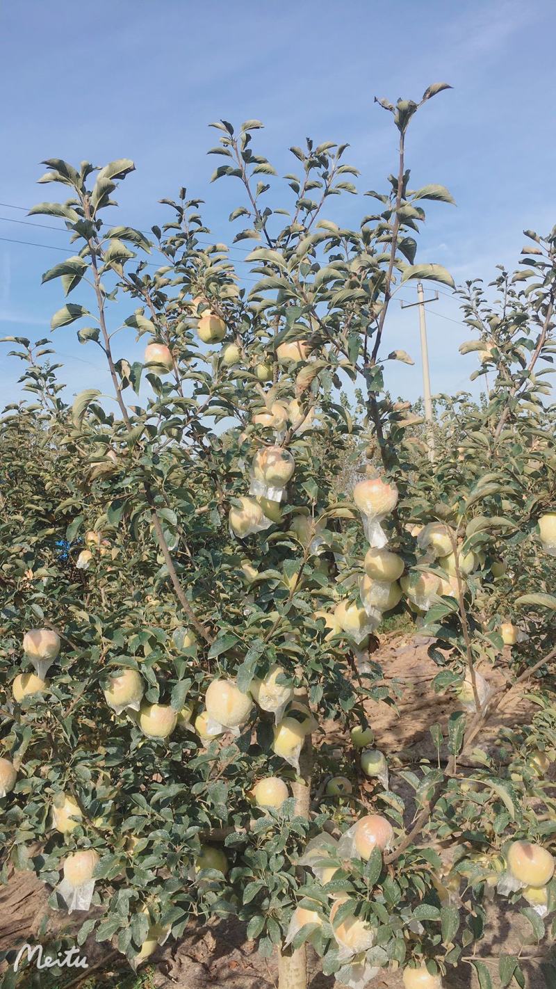 自家种植大量青森苹果，欢迎全国客商洽谈