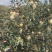 自家种植大量青森苹果，欢迎全国客商洽谈