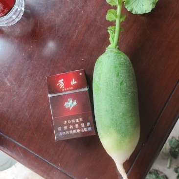 三青水果萝卜正式大量上市中