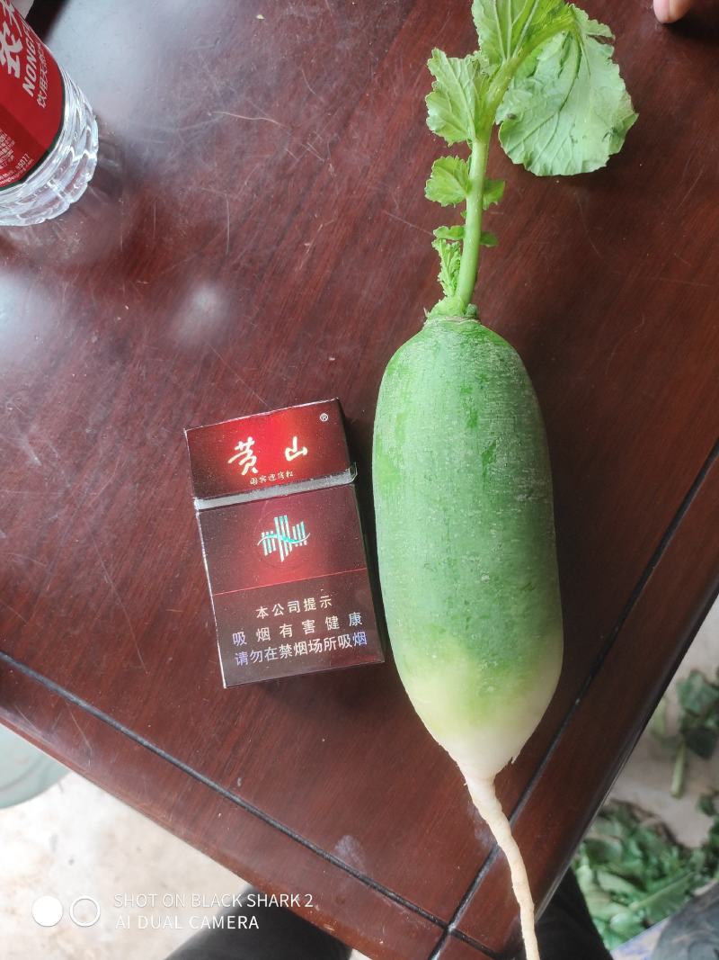 三青水果萝卜正式大量上市中