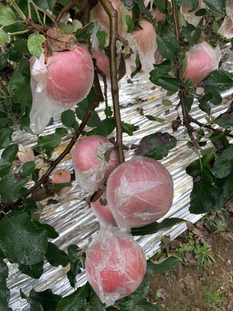 红富士苹果产地直供质量保证80起步精品大量供货！