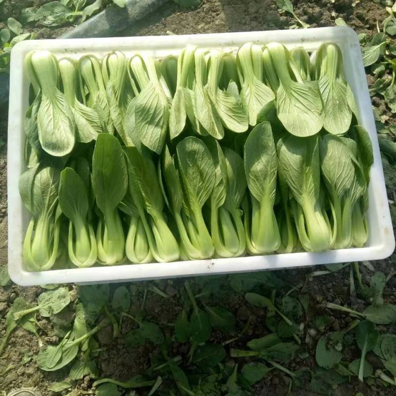 精品上海青安徽上海青万亩基地种植全国发货量大从优