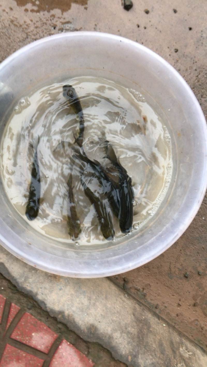 鱼苗鱼种各种名贵鱼苗送货上门，价格实惠，诚信