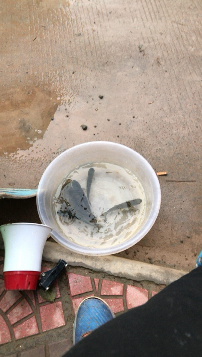 鱼苗鱼种各种名贵鱼苗送货上门，价格实惠，诚信