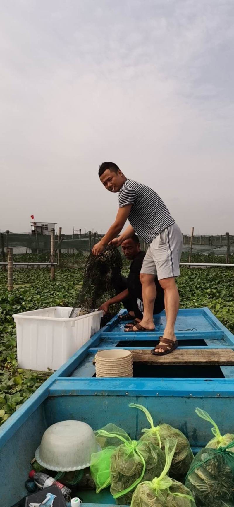 大闸蟹阳澄湖中湖养殖基地，可阳澄湖发也可深圳上门配送