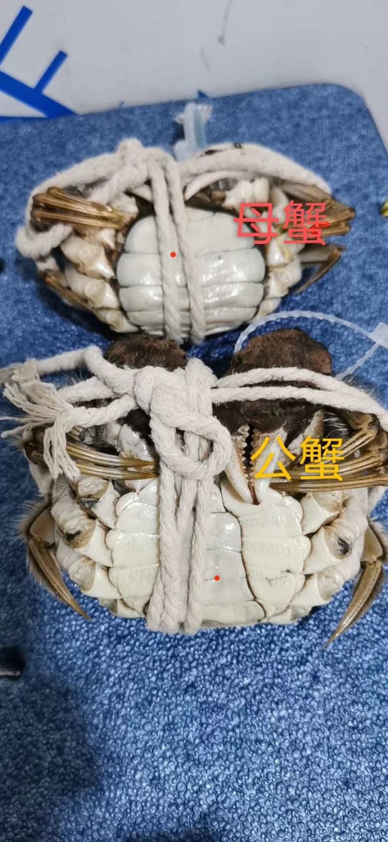 大闸蟹阳澄湖中湖养殖基地，可阳澄湖发也可深圳上门配送
