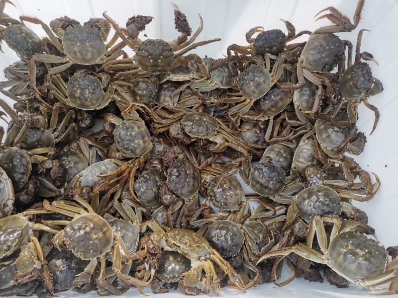 大闸蟹阳澄湖中湖养殖基地，可阳澄湖发也可深圳上门配送