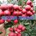甜红子山楂苗、产量高抗病毒性强、适应能力强、基地起苗