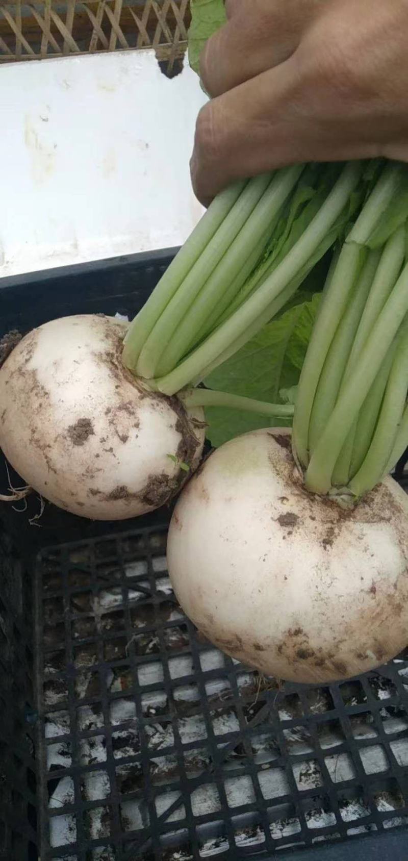 萝卜，圆萝卜，四川蔬菜，产区直发，整车发货
