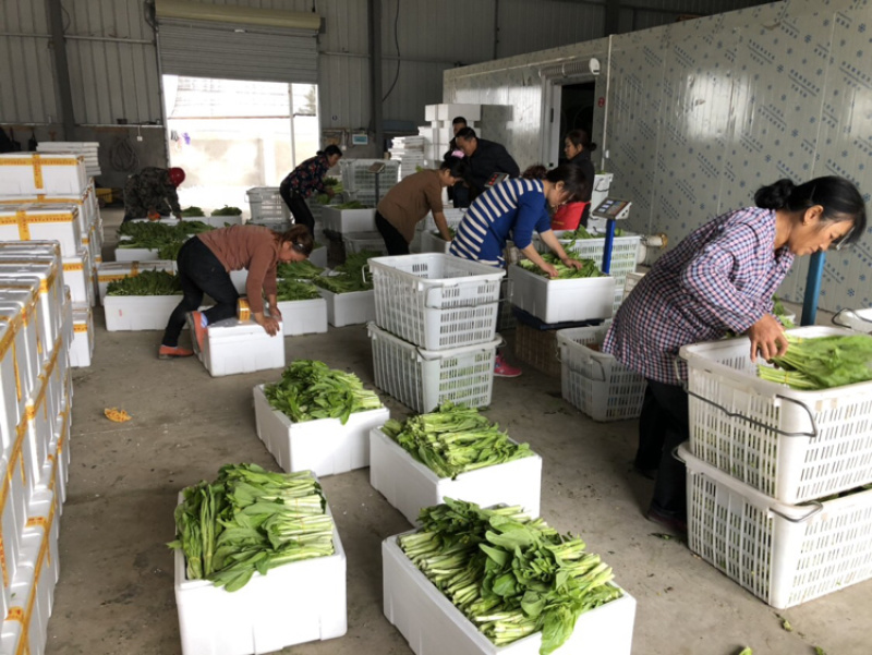 红菜苔、白菜苔，新鲜采摘，专车发货！