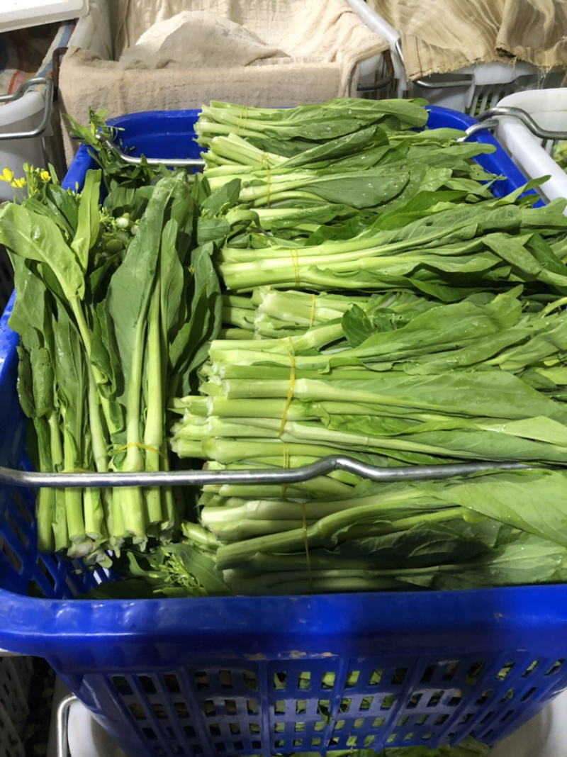 红菜苔、白菜苔，新鲜采摘，专车发货！