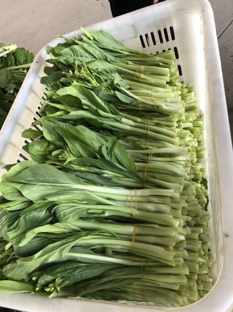 红菜苔、白菜苔，新鲜采摘，专车发货！