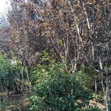 红叶李量大从优不同规格都有