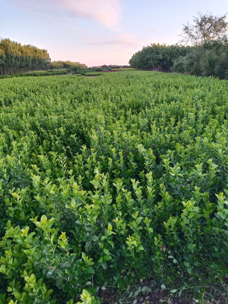 望都县天润苗圃场，出售卫矛