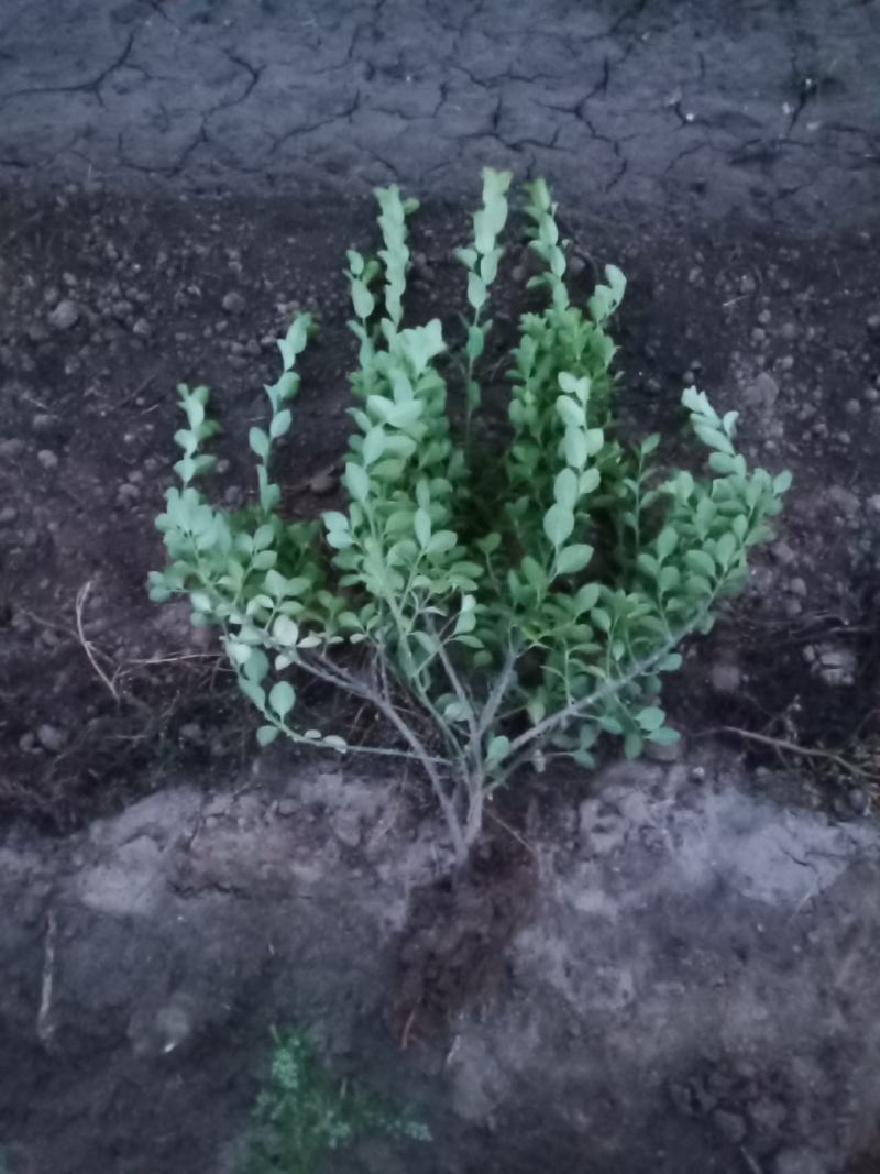 望都县天润苗圃场，出售卫矛