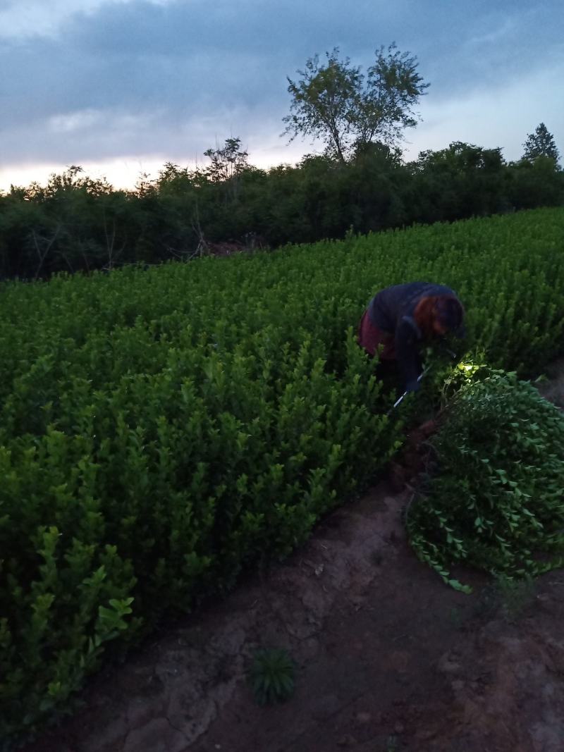 望都县天润苗圃场，出售卫矛