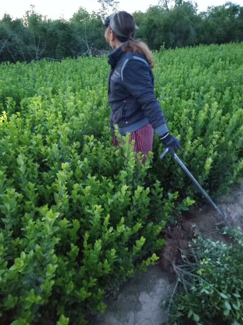 望都县天润苗圃场，出售卫矛
